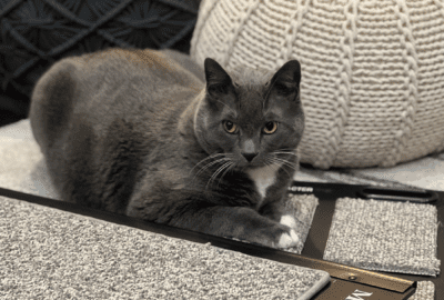 Chief Choosing Carpet