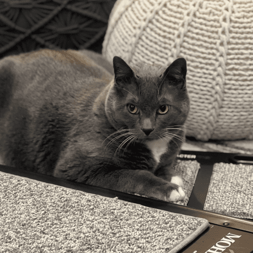 Chief Choosing Carpet